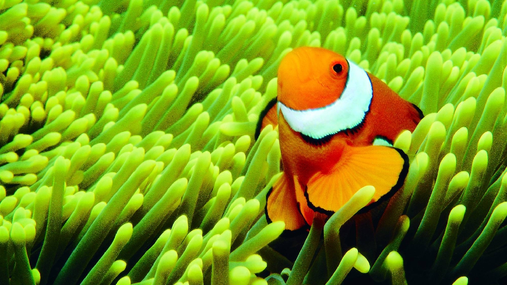 Coral Reef