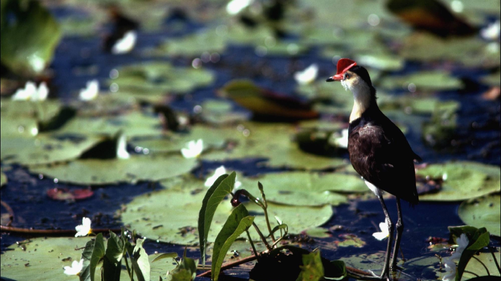 Kakadu fauna