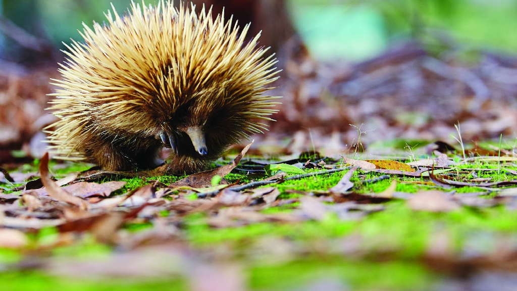 Echidna