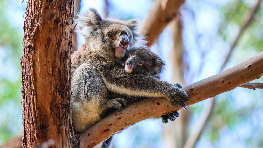 Koala