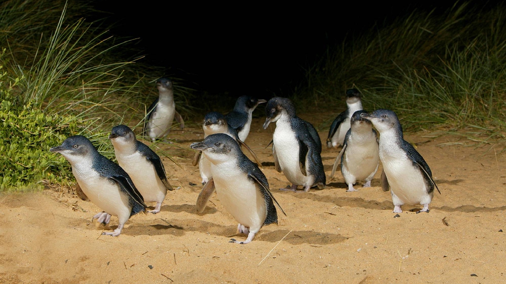 Penguin Parade